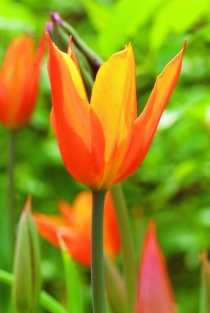 Tulp Ballerina